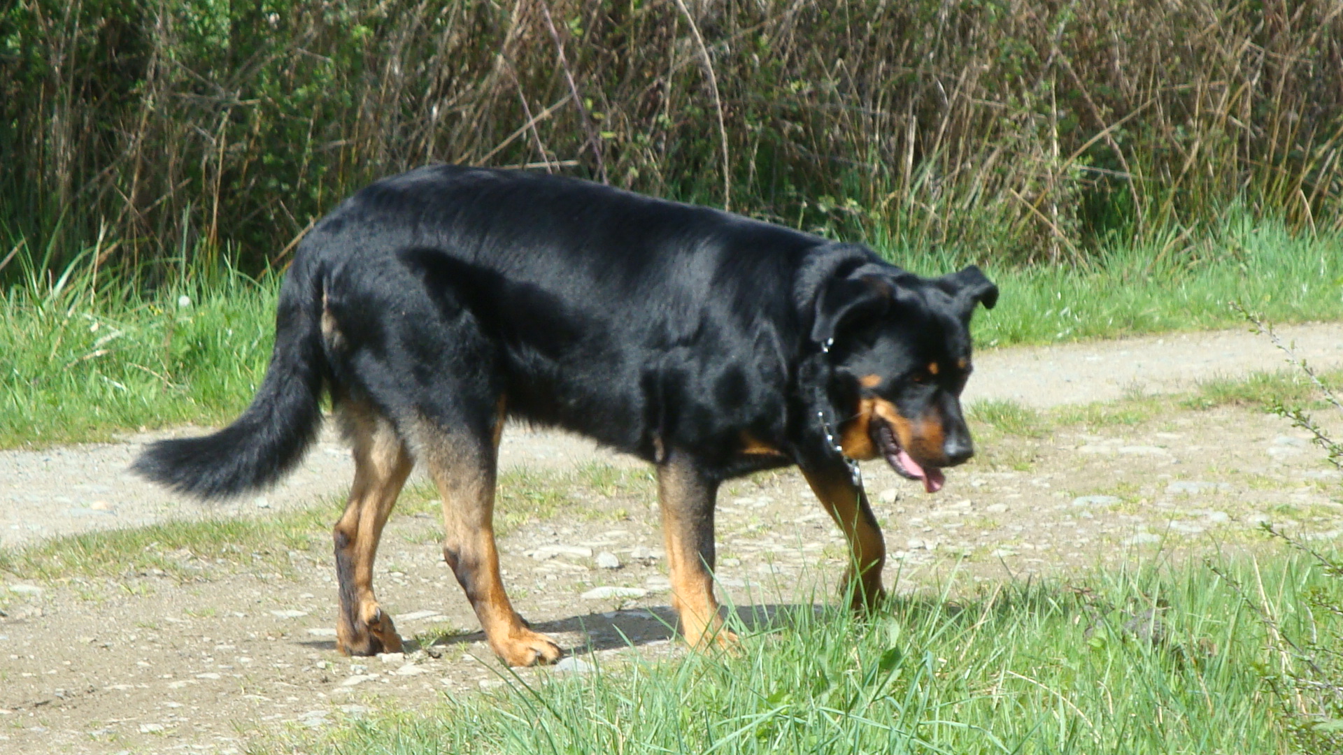 Beauceron