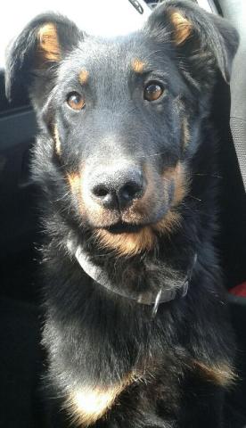 Beauceron