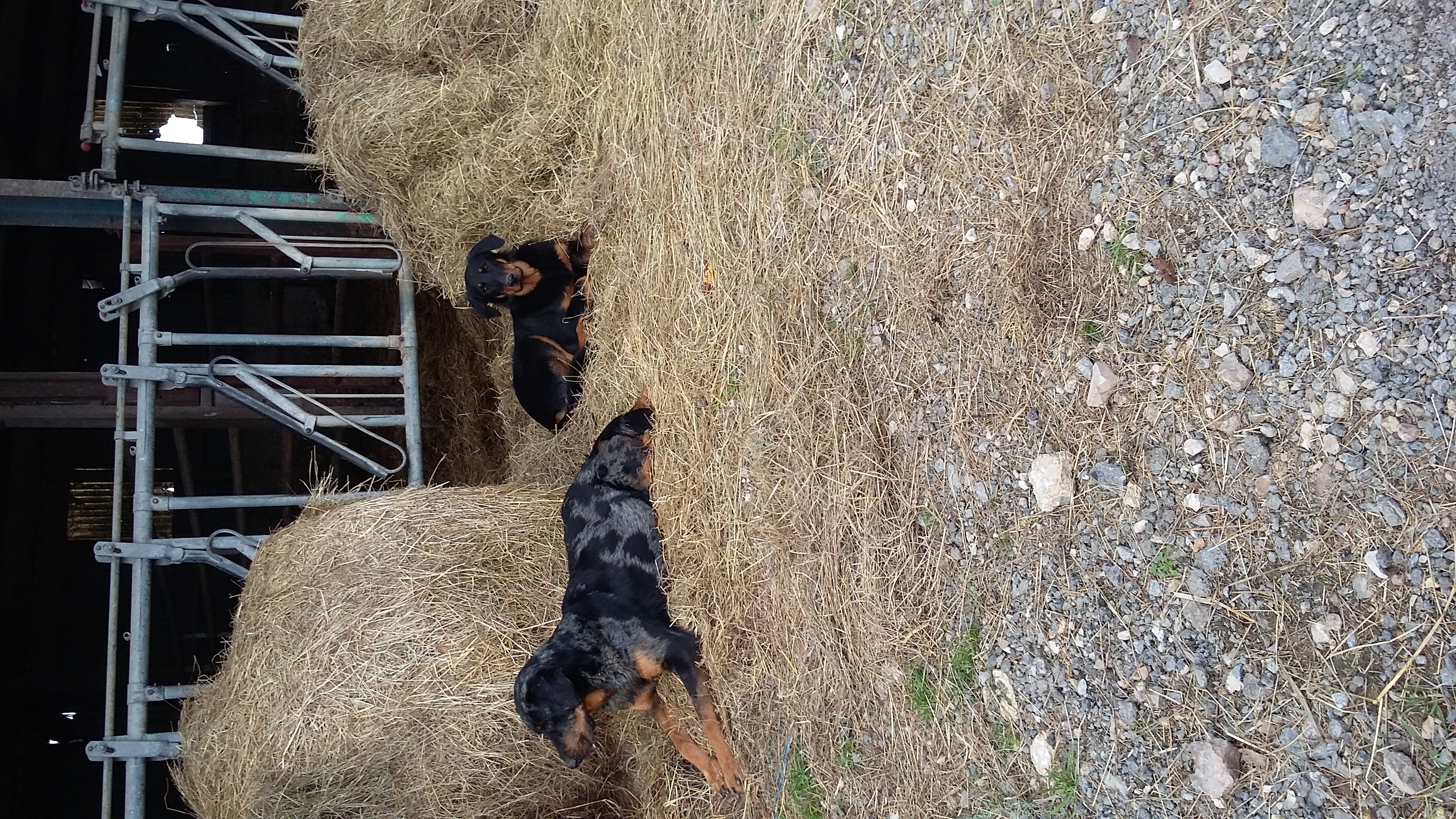 Beauceron