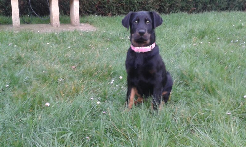 Beauceron