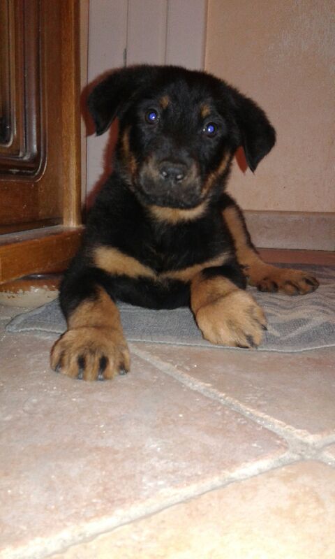 Beauceron