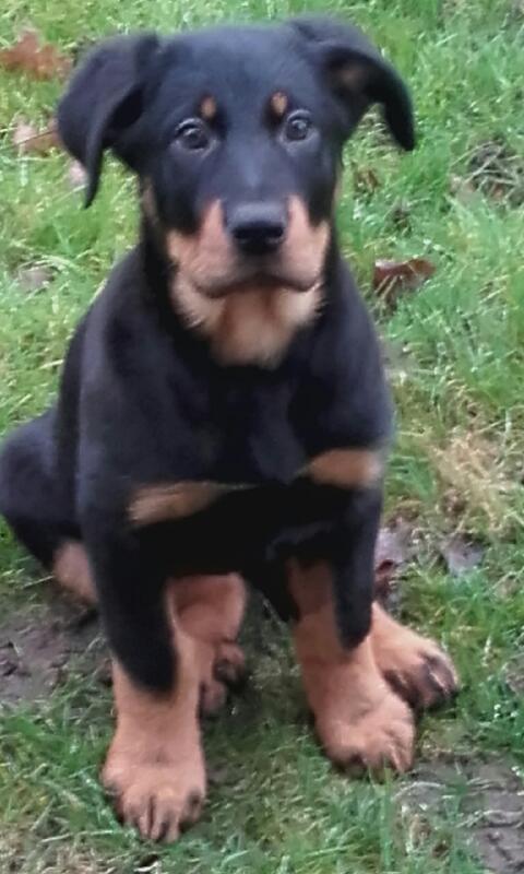 Beauceron