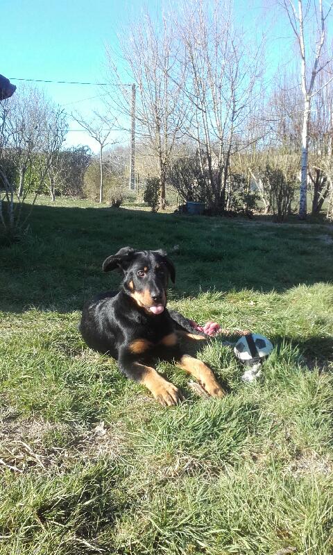 Beauceron