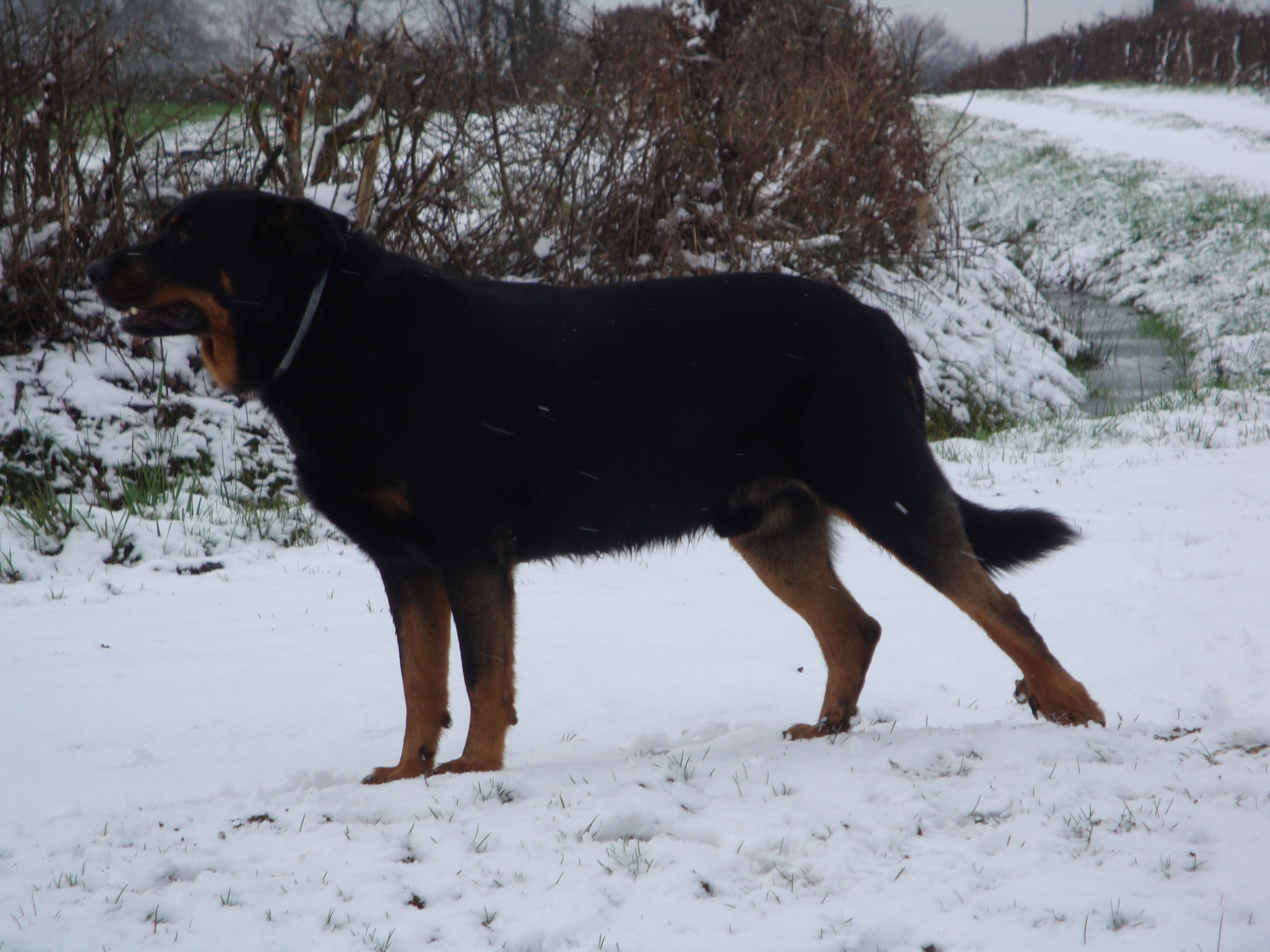 Beauceron