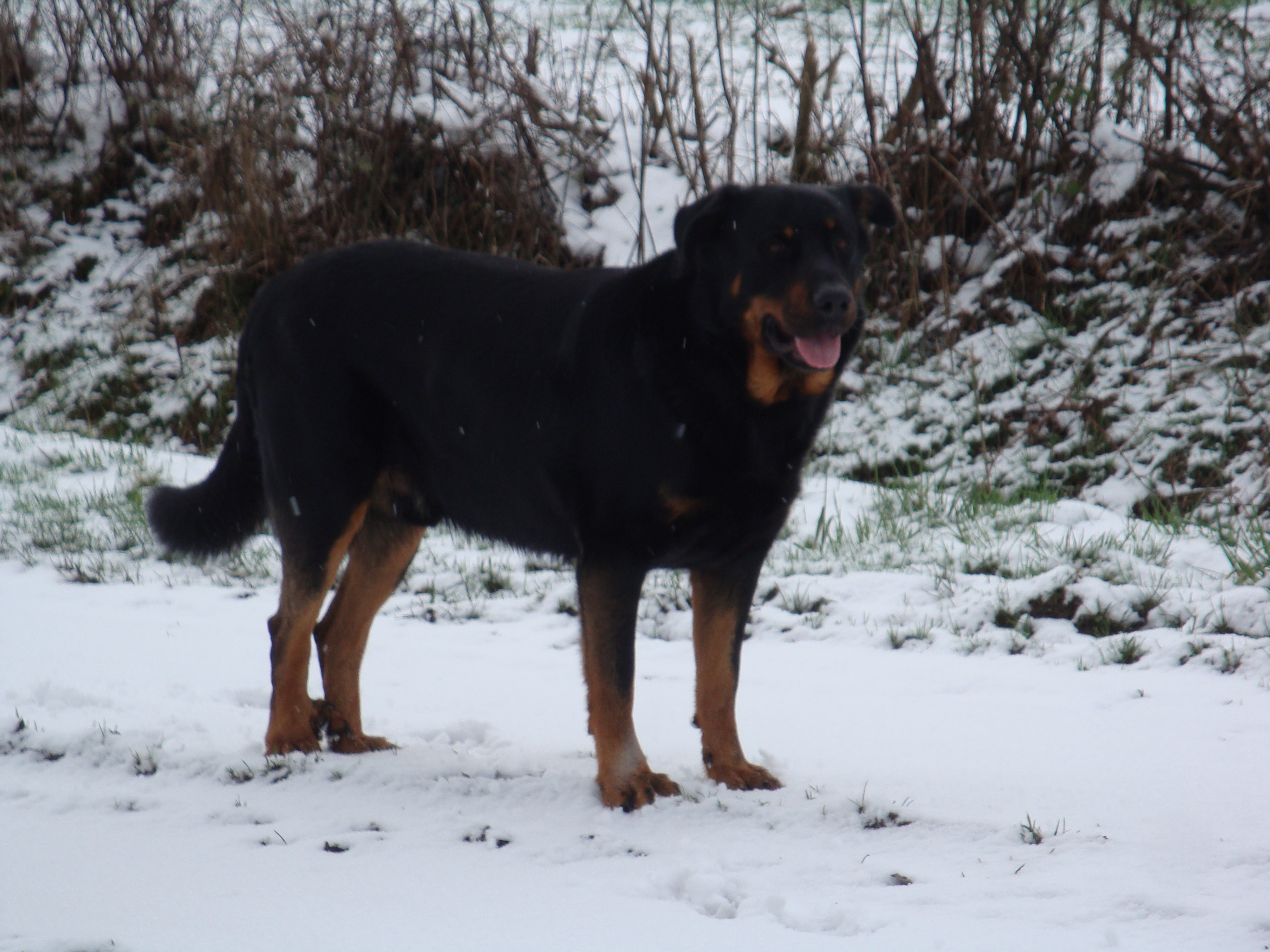 Beauceron