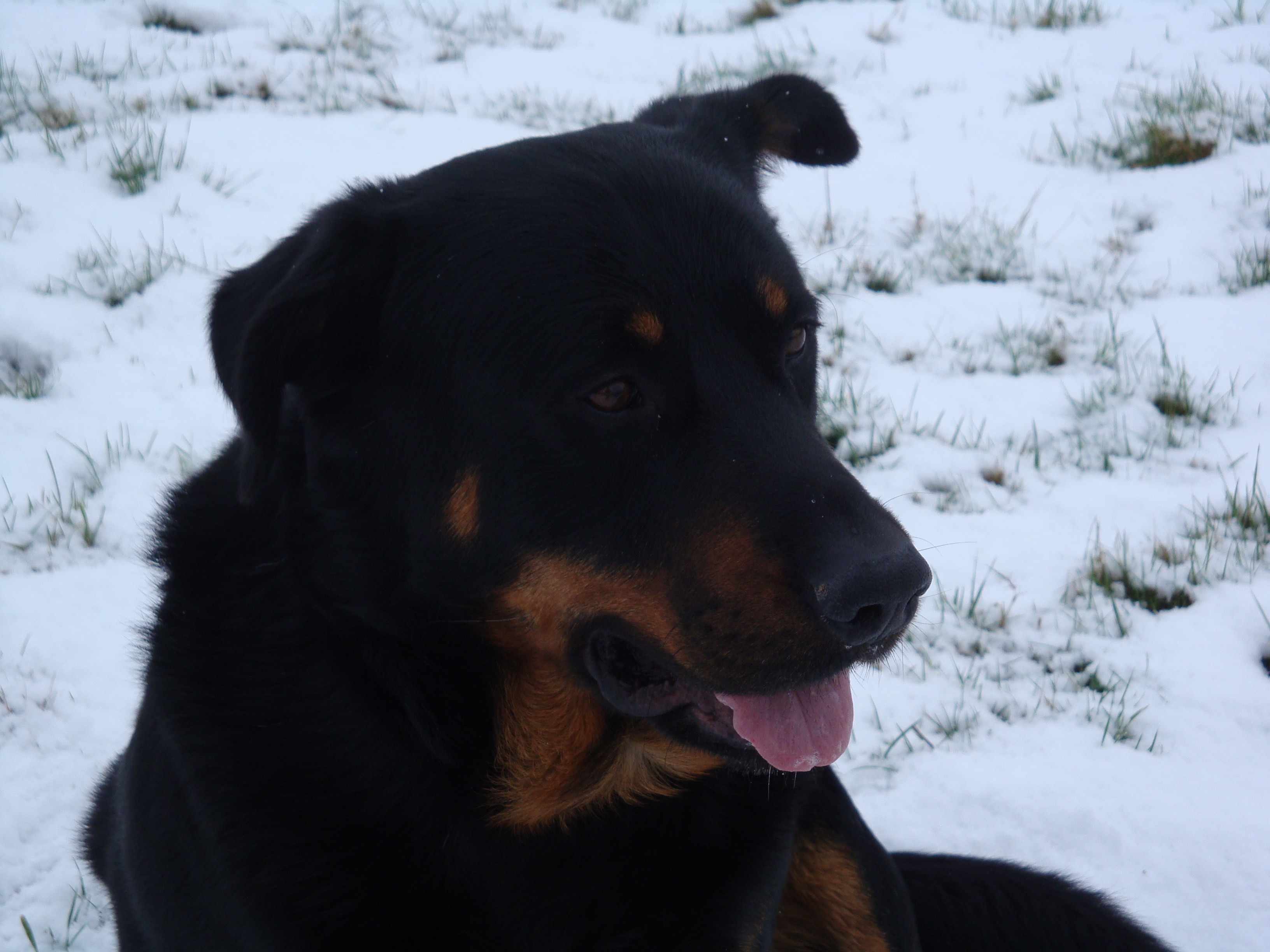 Beauceron