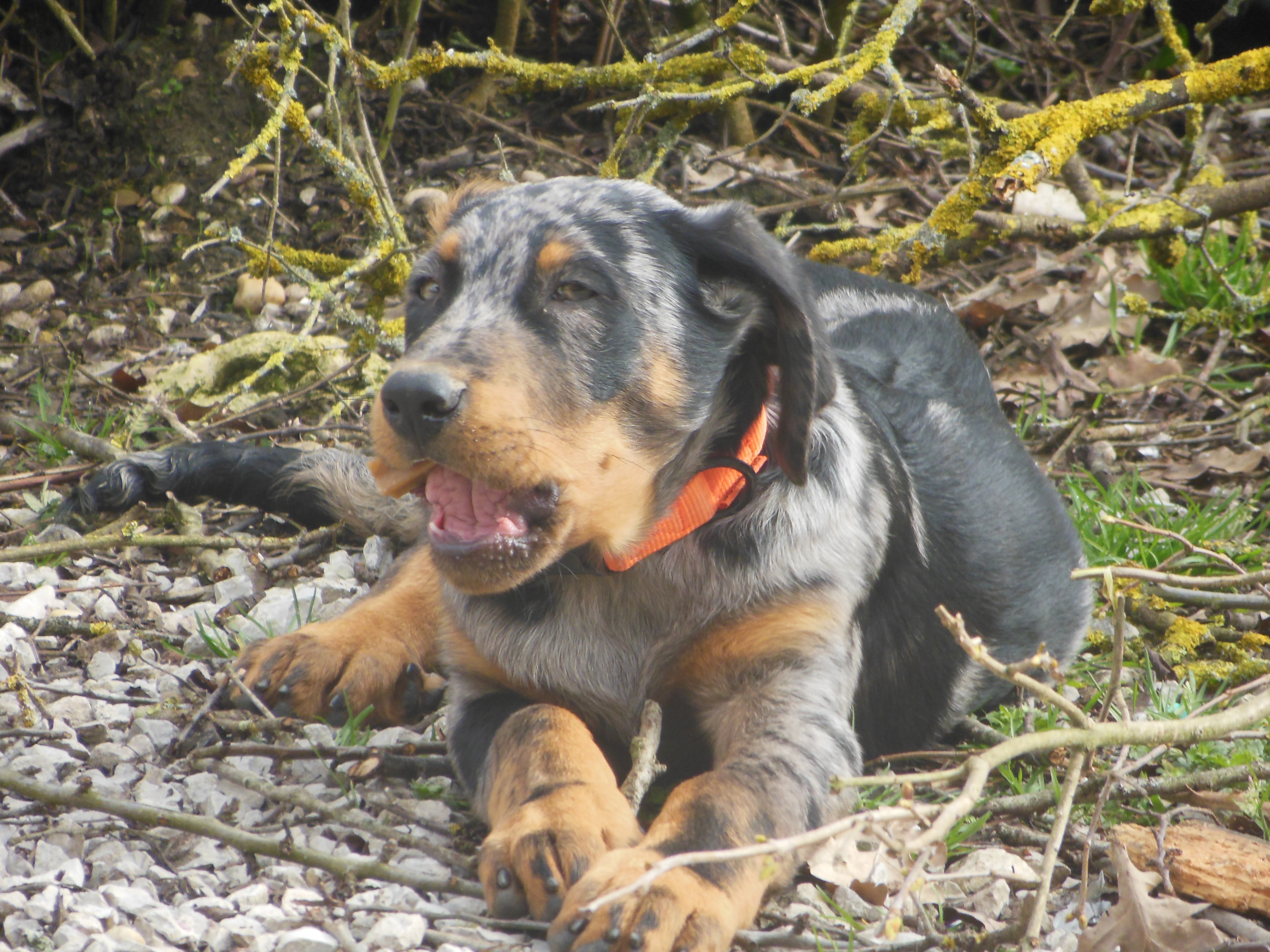 Beauceron