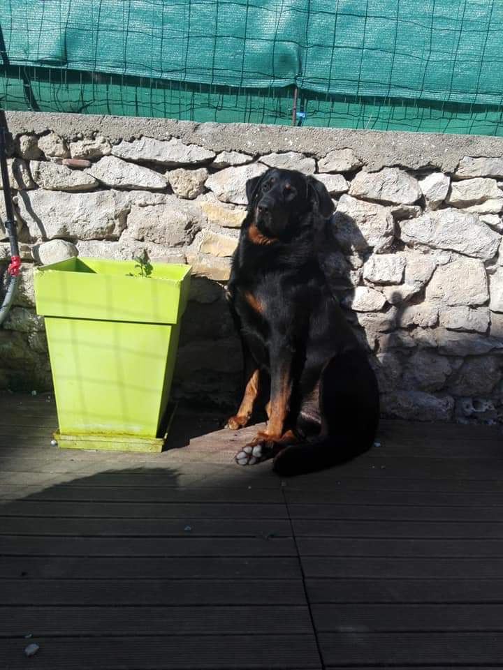 Beauceron