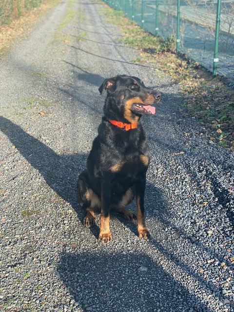 Beauceron