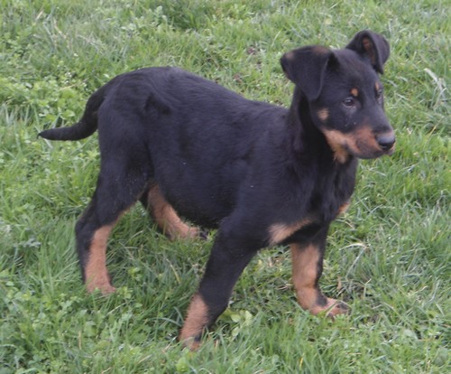 Beauceron