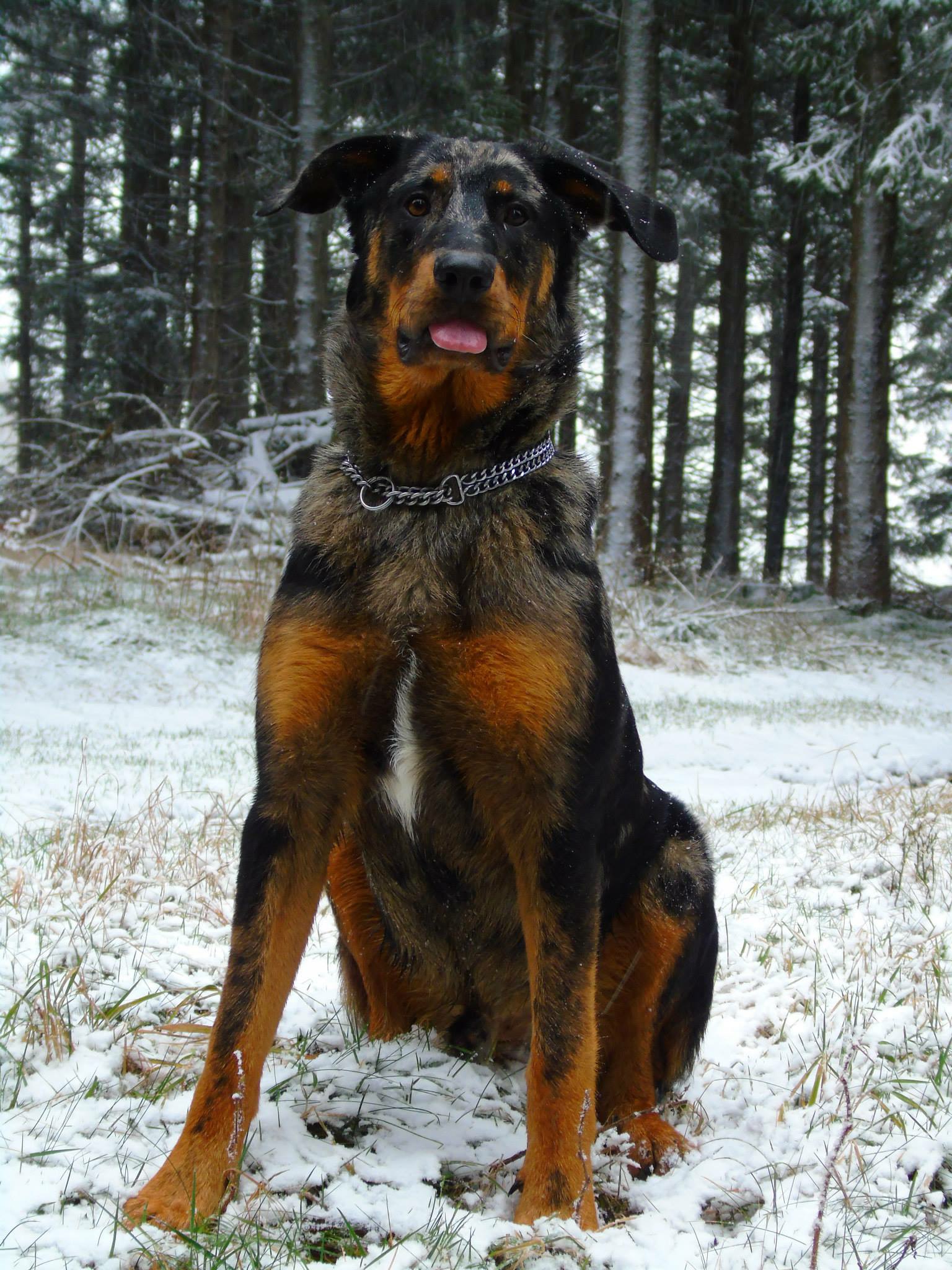 Beauceron