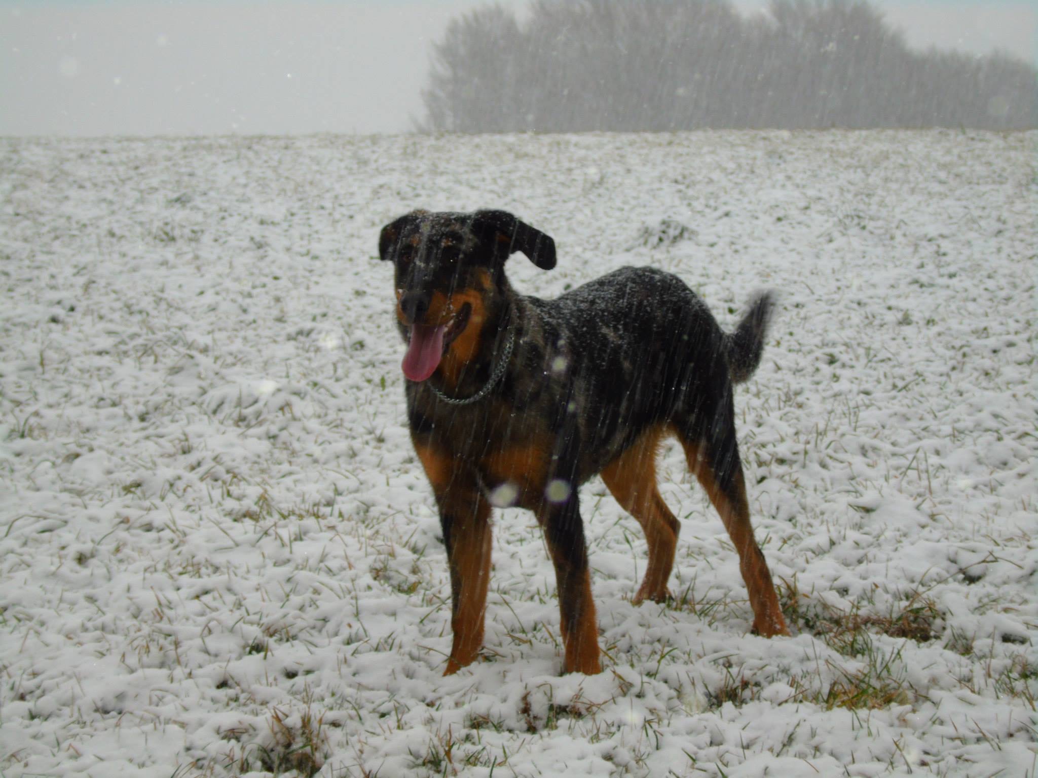 Beauceron