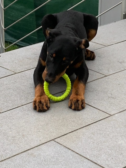 Beauceron