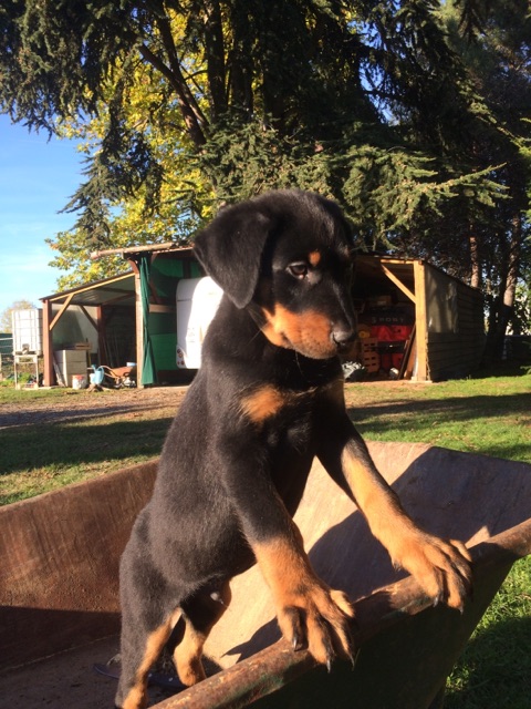 Beauceron