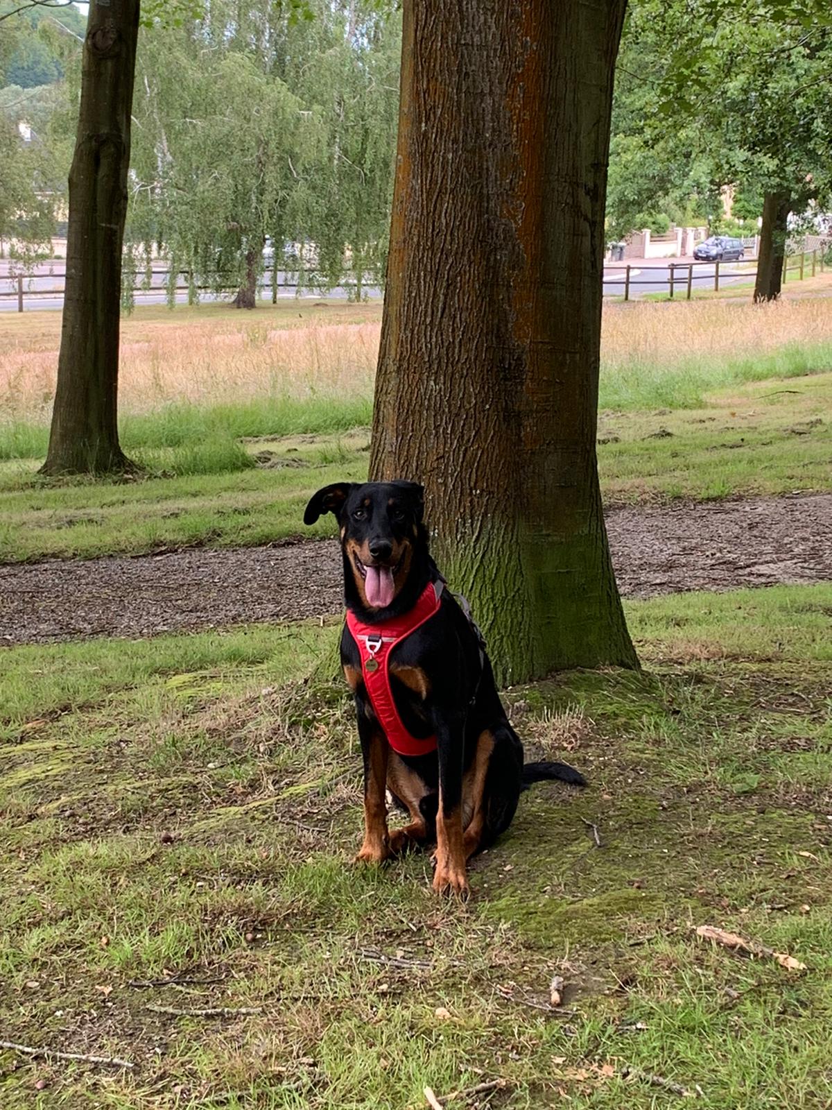 Beauceron