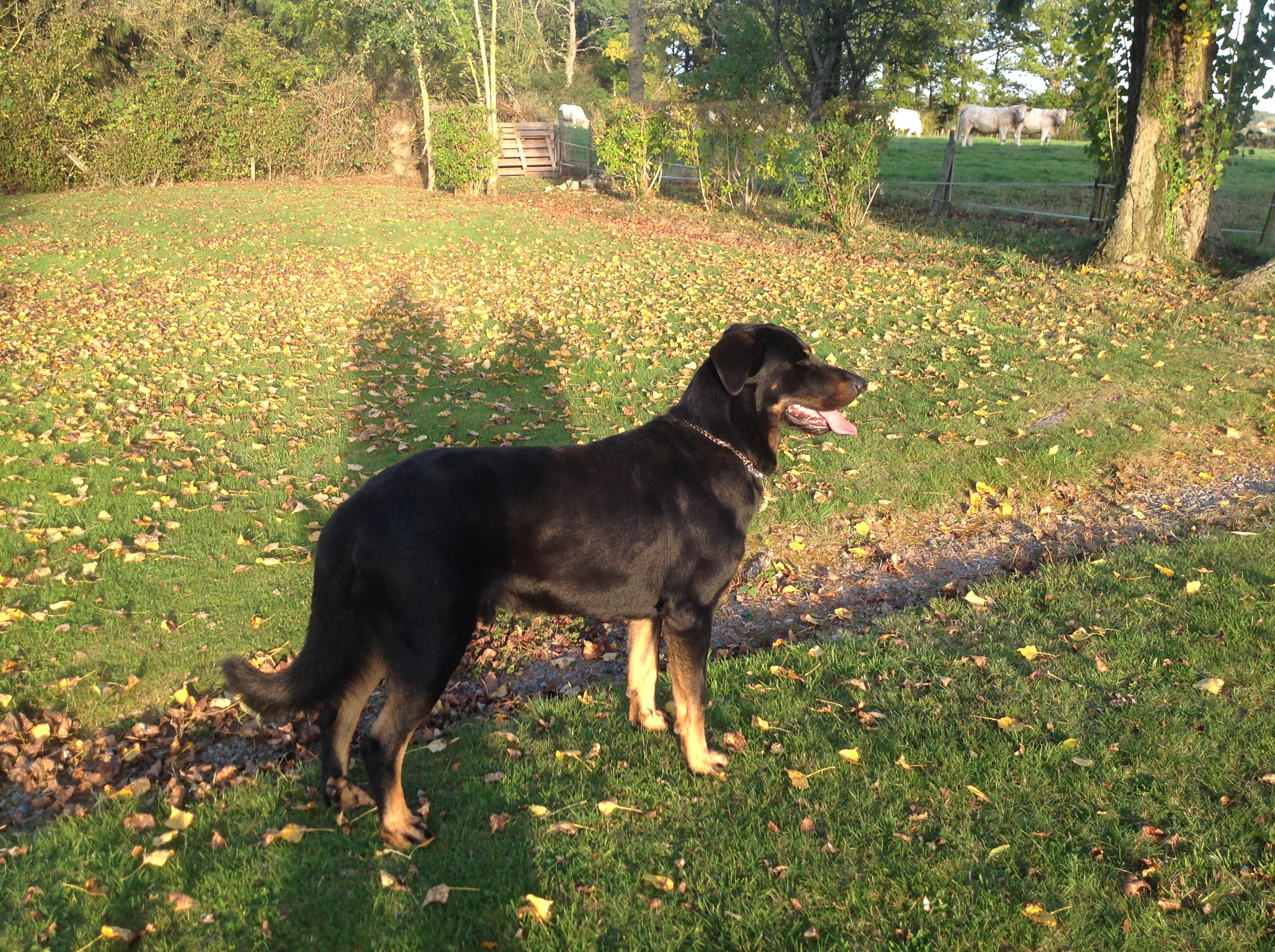 Beauceron