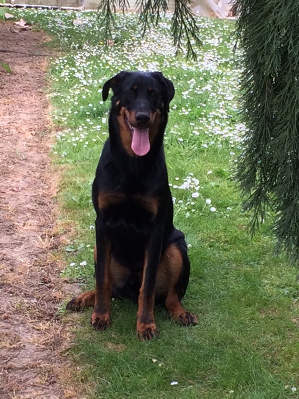 Beauceron