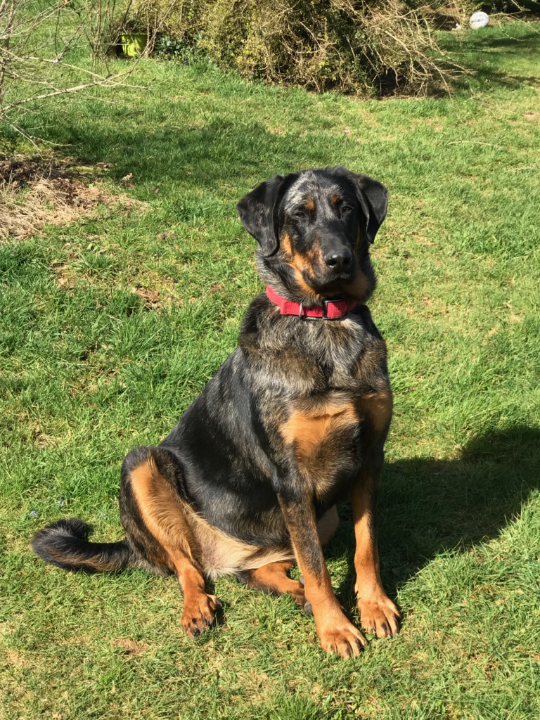 Beauceron