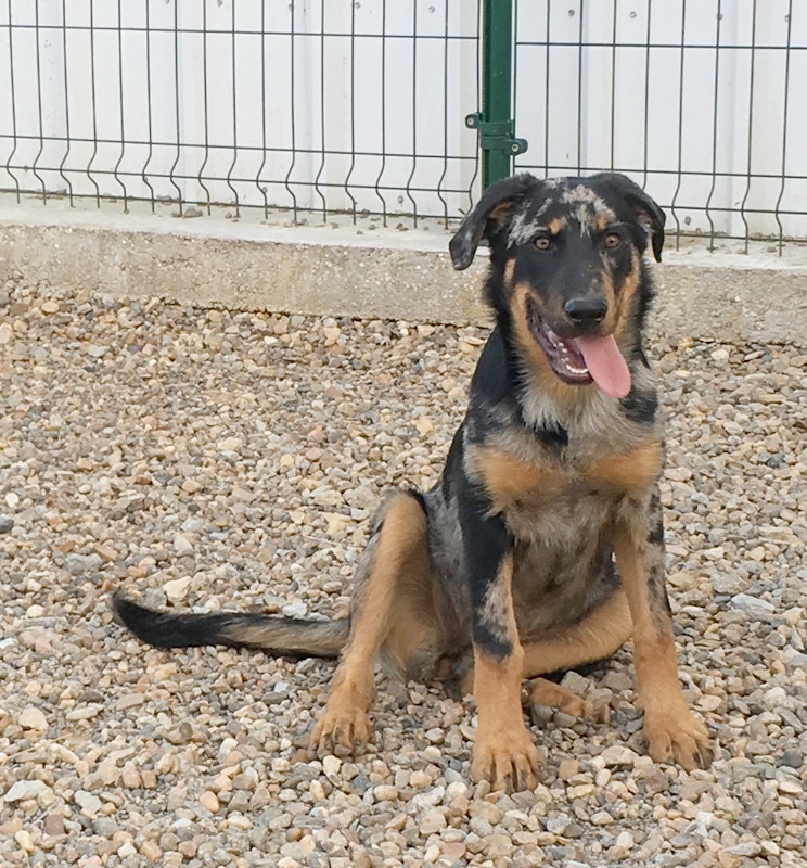 Beauceron