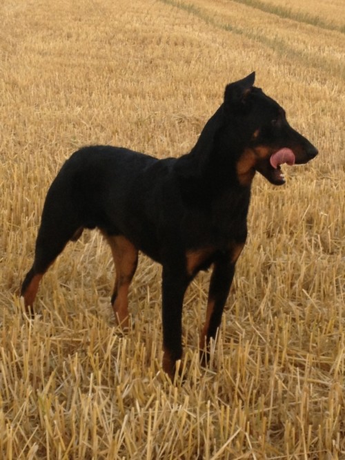 Beauceron