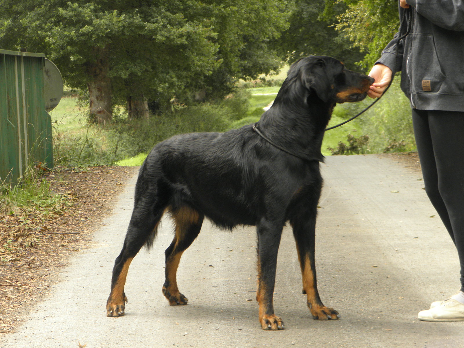 Beauceron