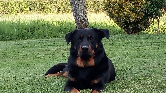 Beauceron