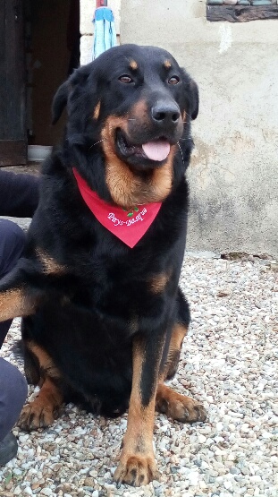 Beauceron