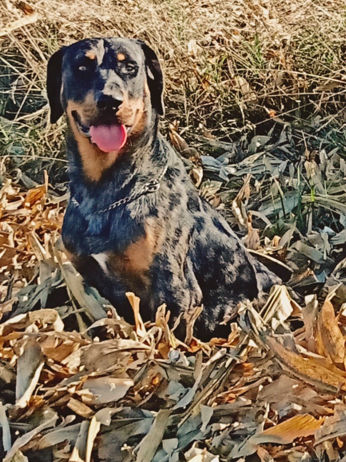 Beauceron