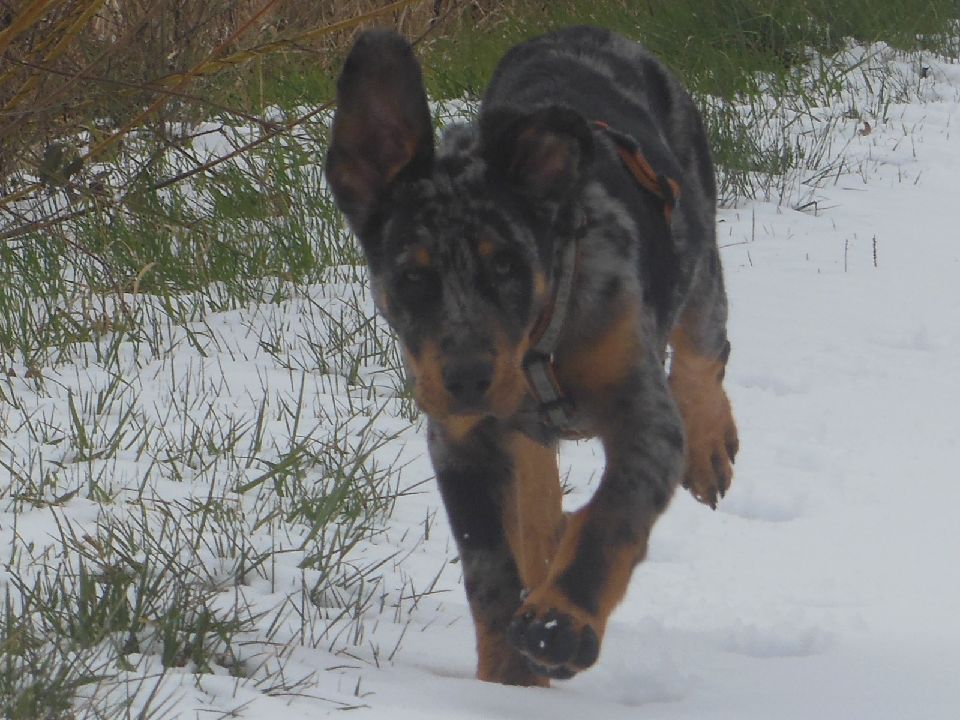 Beauceron