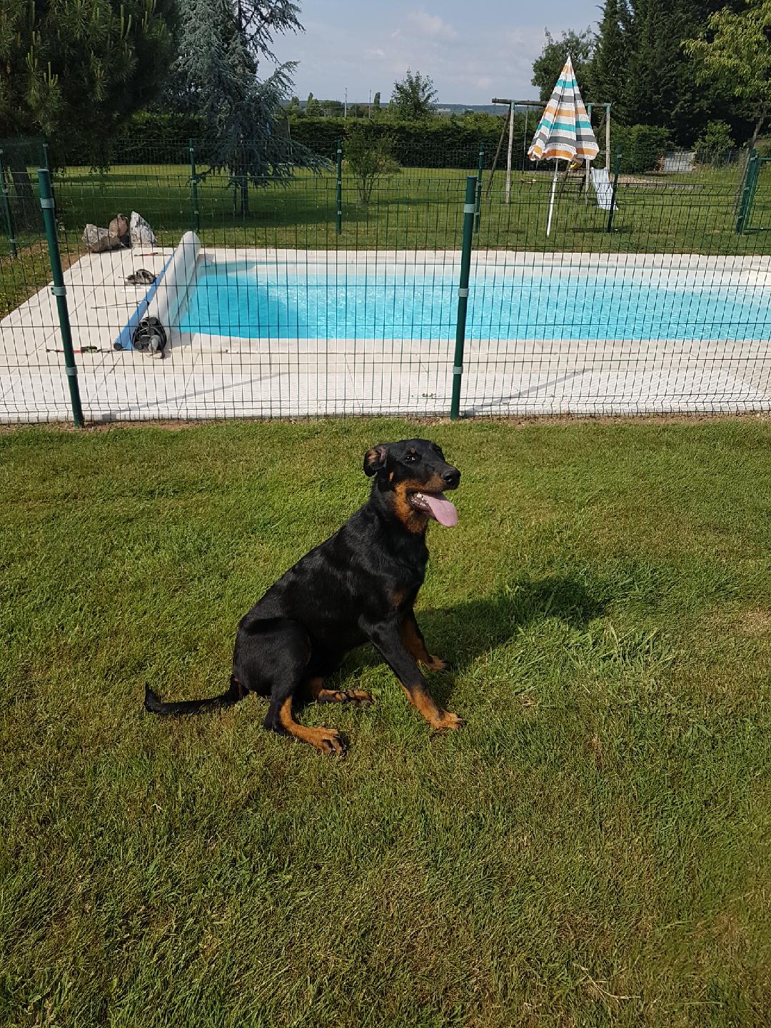 Beauceron