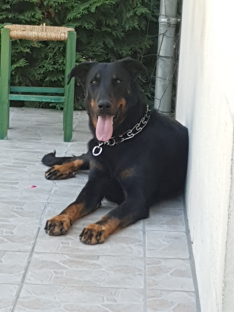 Beauceron