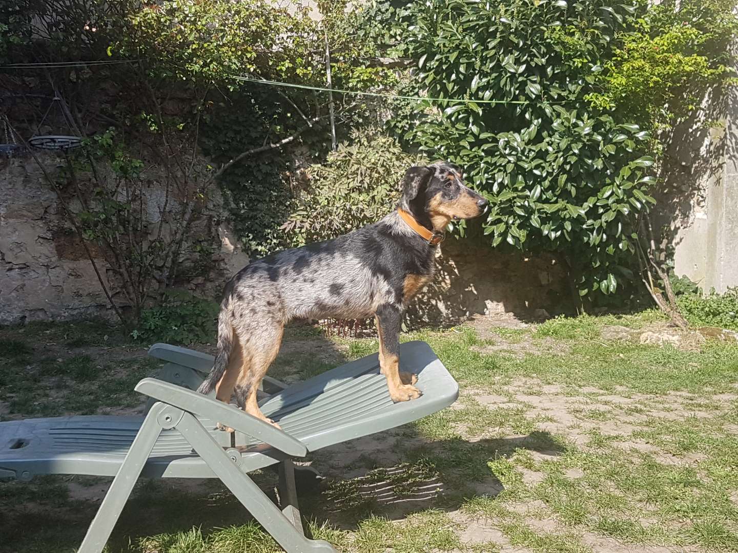 Beauceron