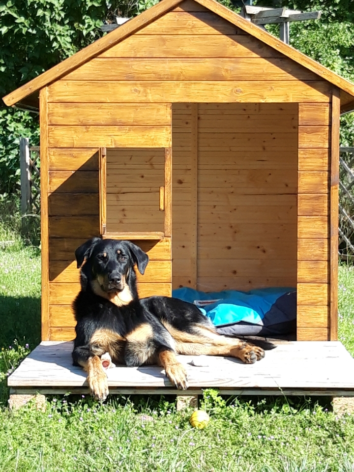 Beauceron