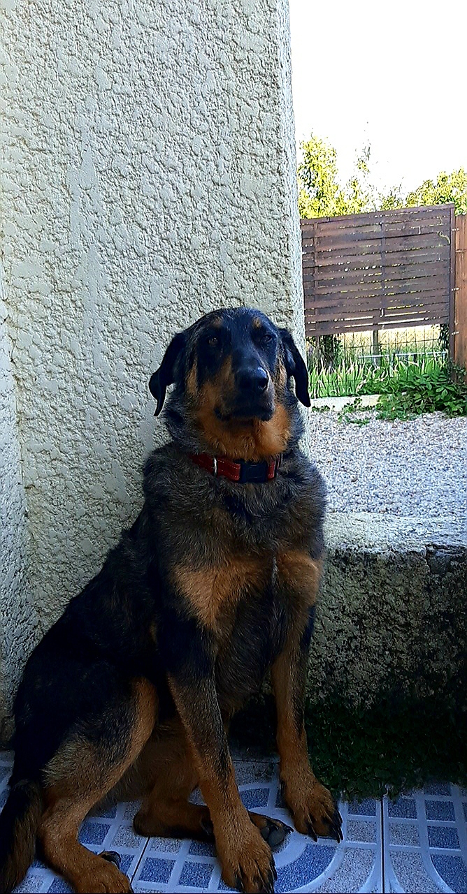 Beauceron