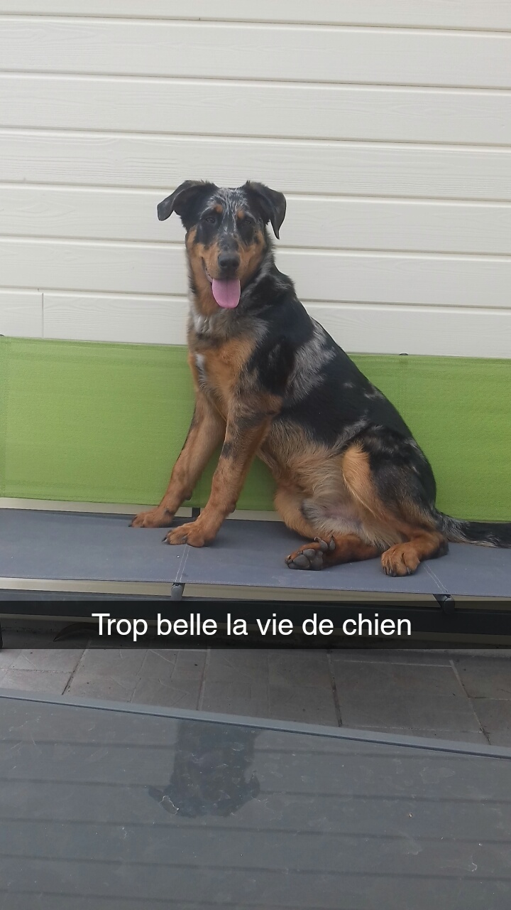 Beauceron