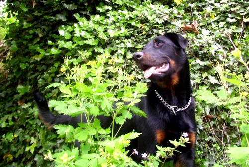 Beauceron