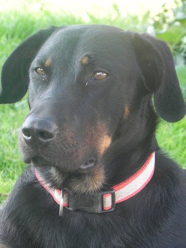 Beauceron