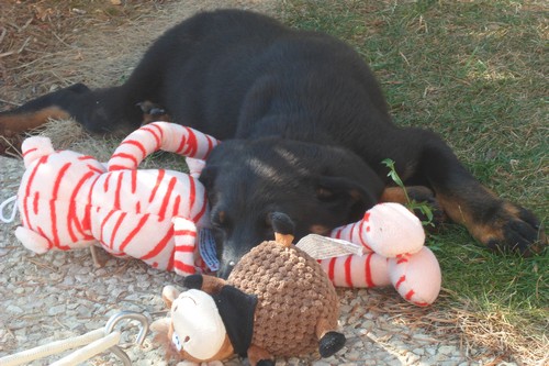 Beauceron