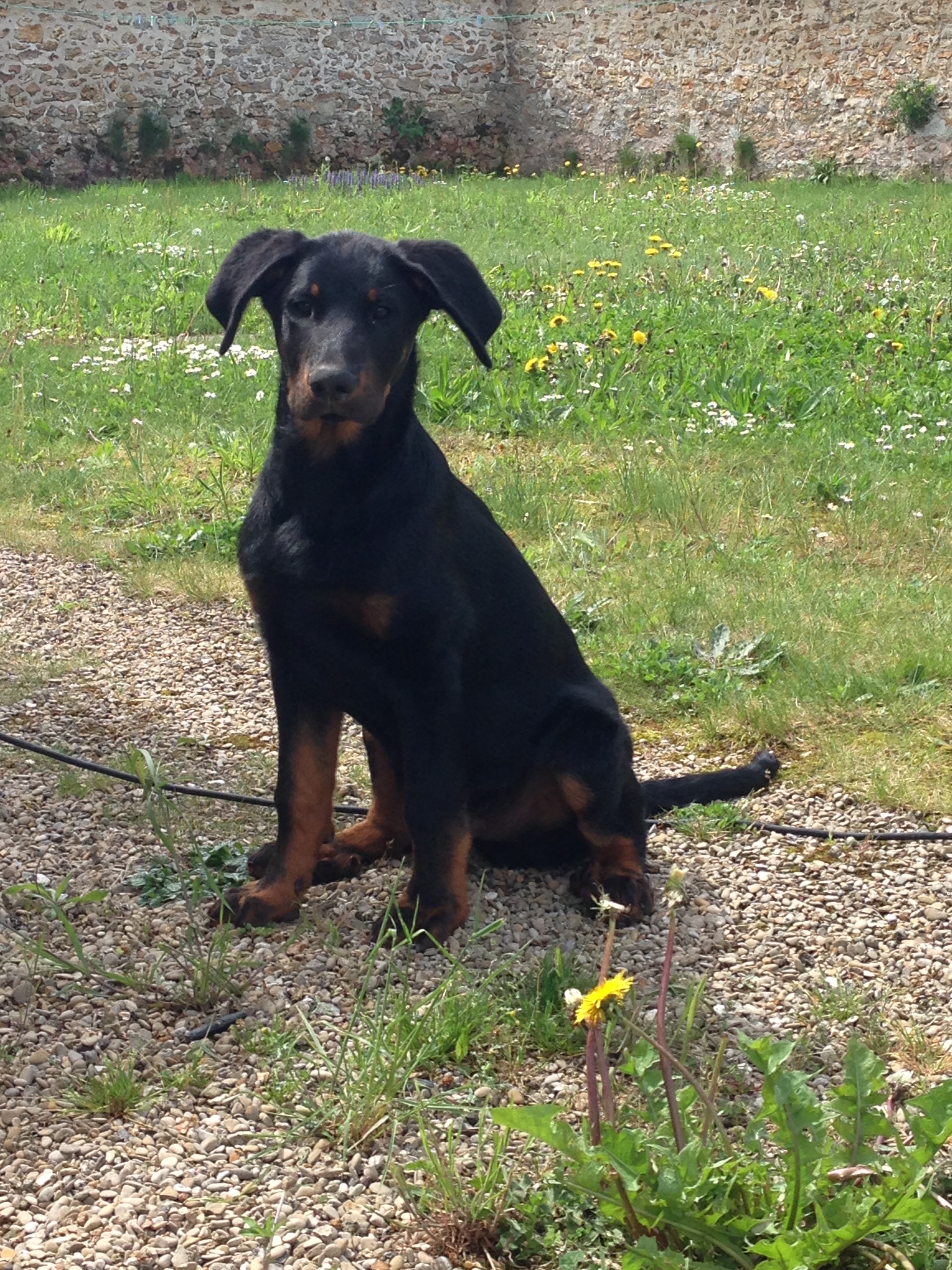 Beauceron