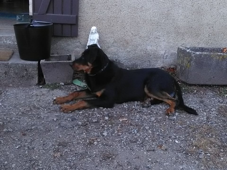 Beauceron