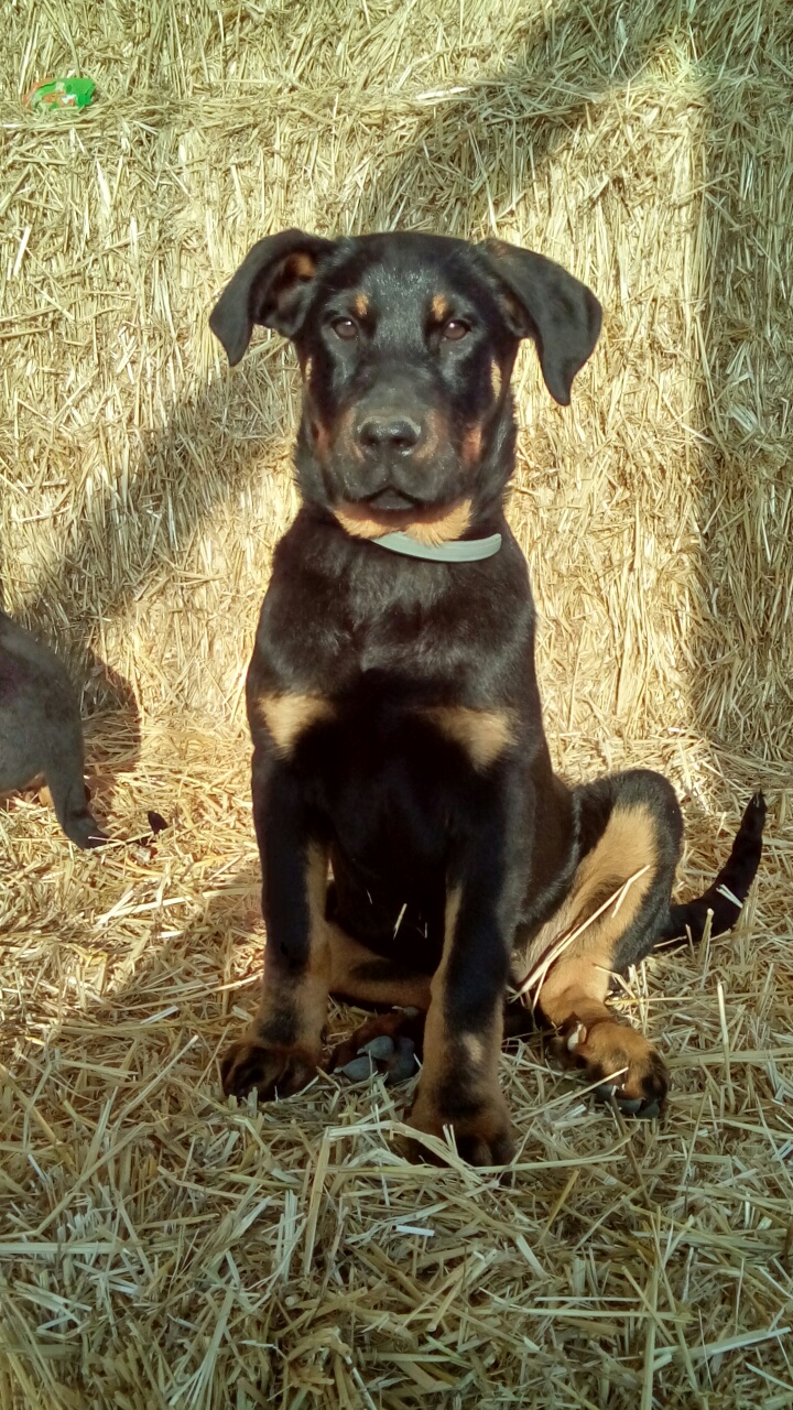 Beauceron