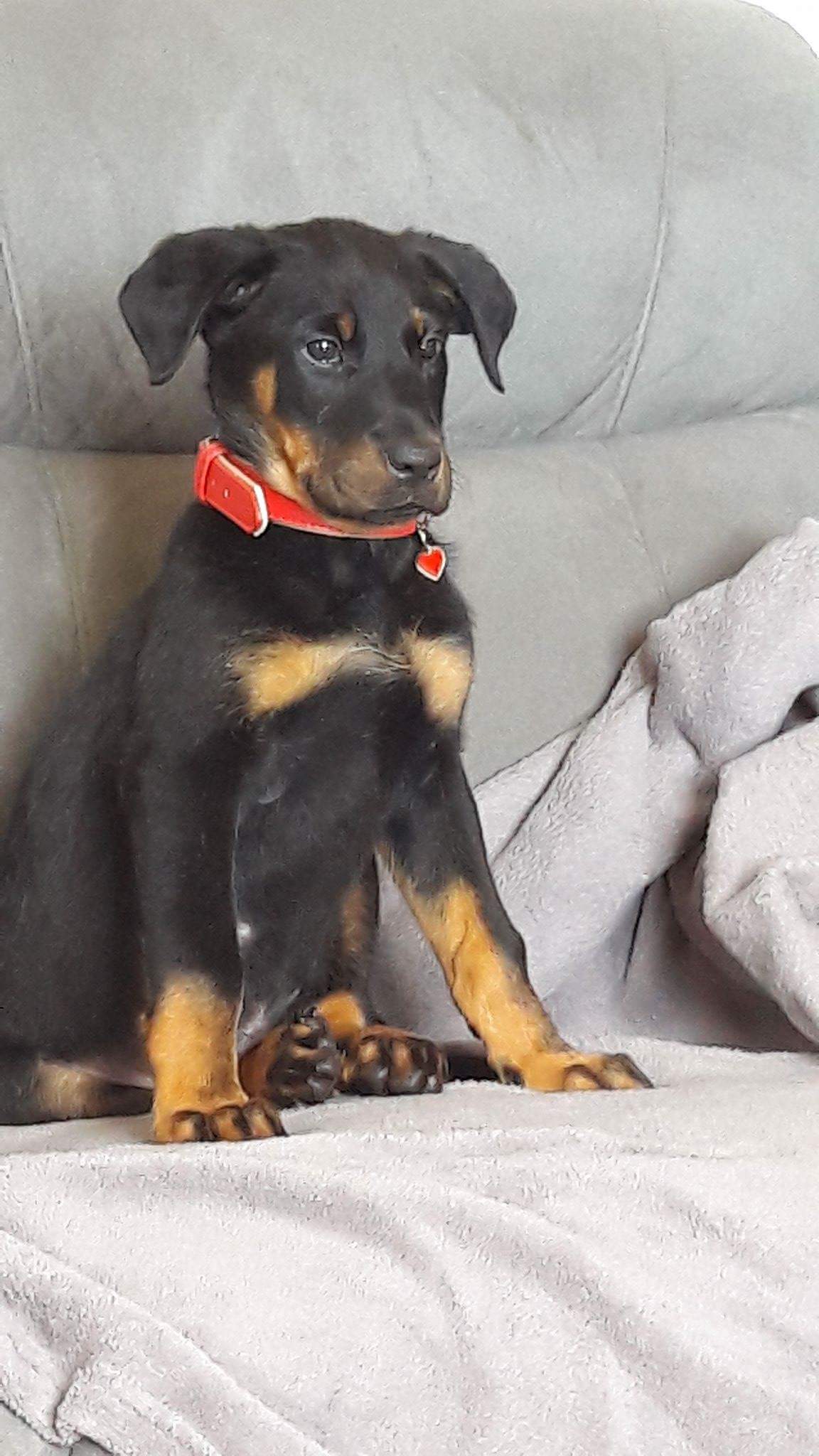 Beauceron