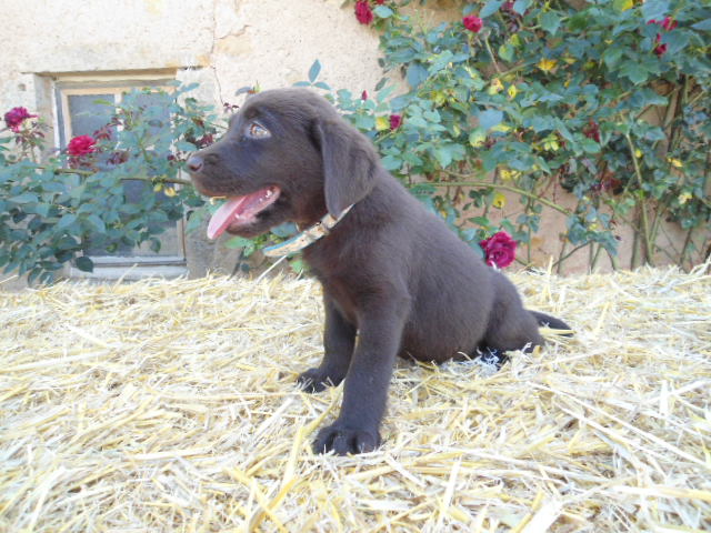 Labrador